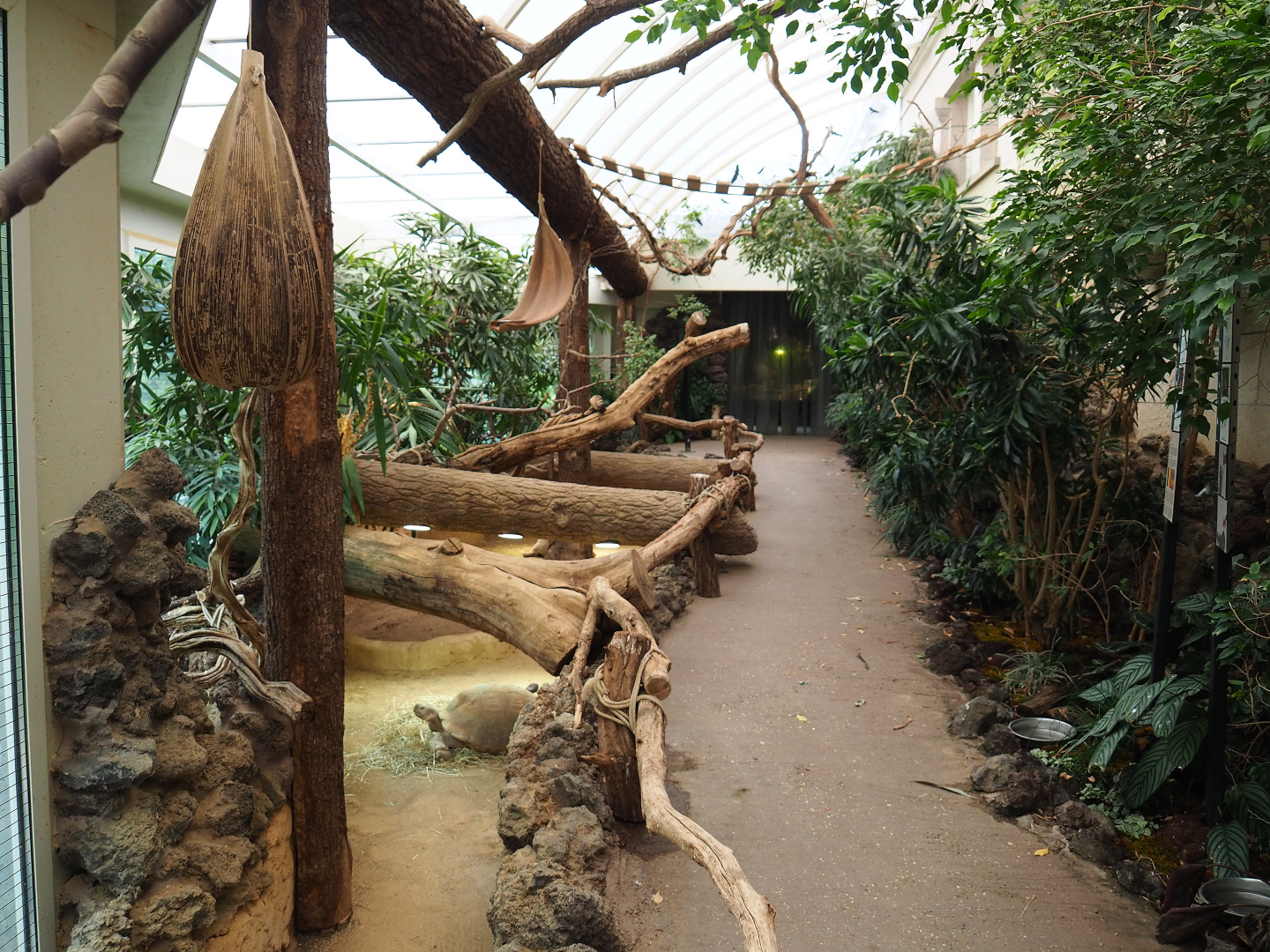 Reptile house winter garden with green iguanas, birds, spurred tortoise paddock and visitor area, 2020-05-24