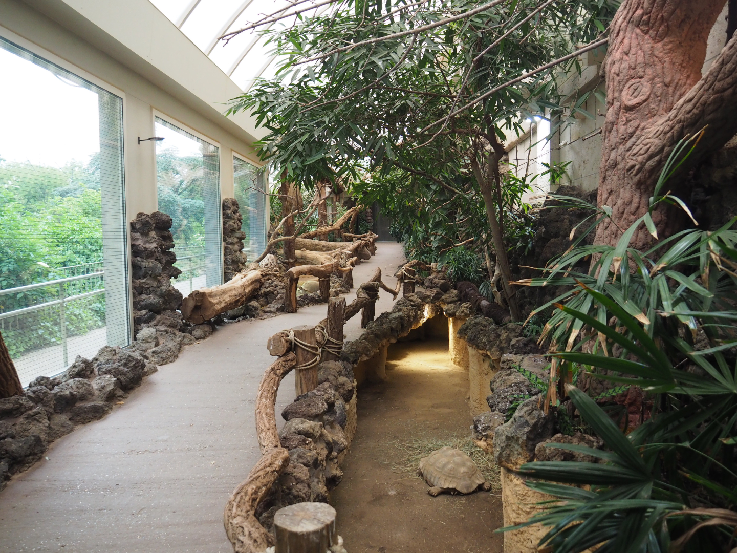 Reptile house winter garden with green iguanas, birds, spurred tortoise paddock and visitor area, 2020-05-24