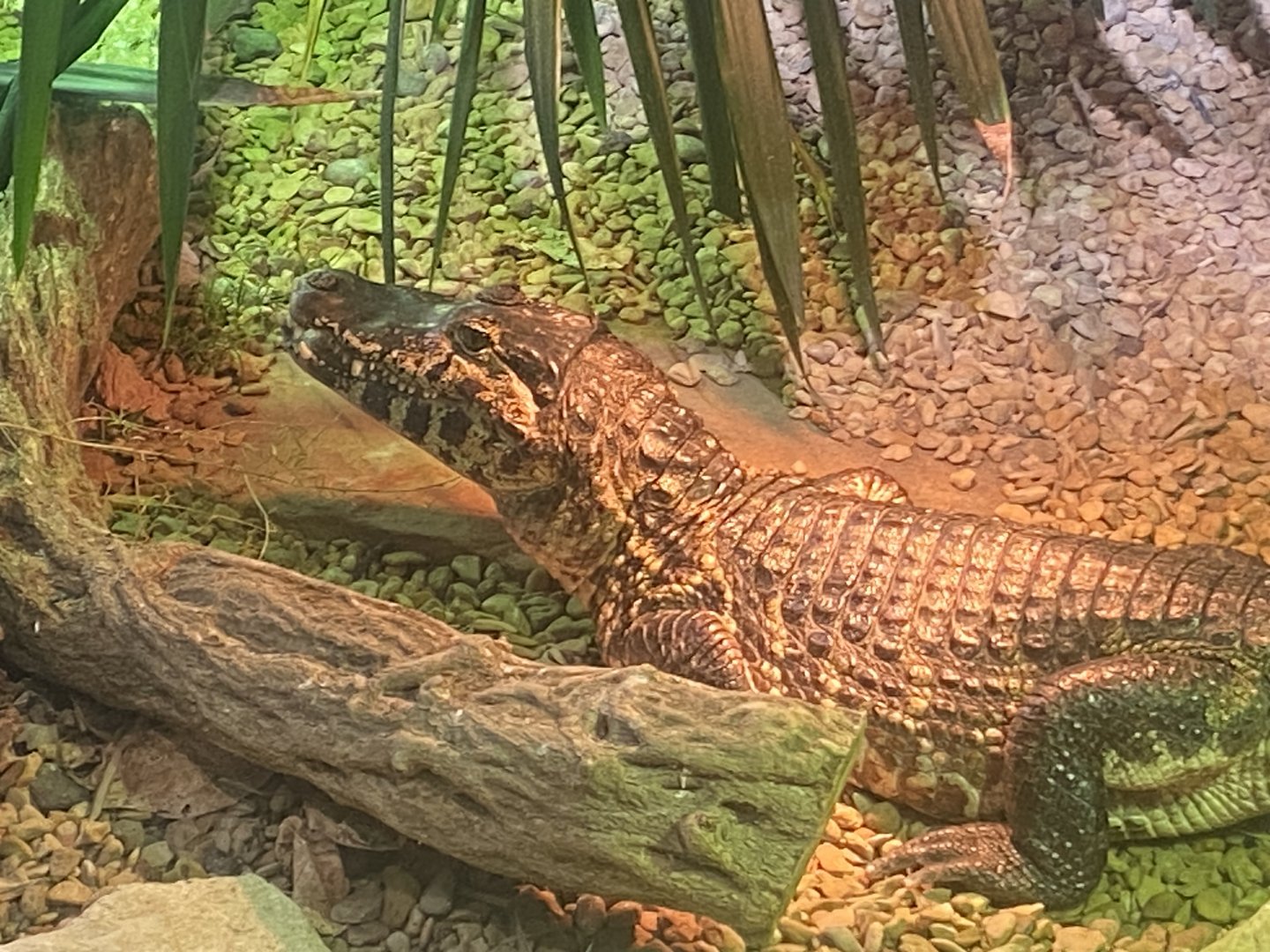 Reptile House - Yacare caiman 280423