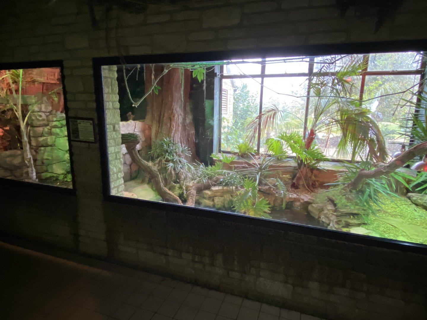 Reptile House - Yacare caiman exhibit 280222