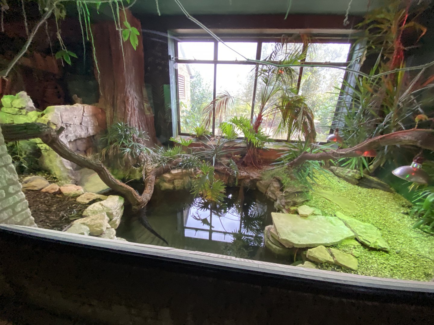 Reptile House - Yacare caiman exhibit 280222