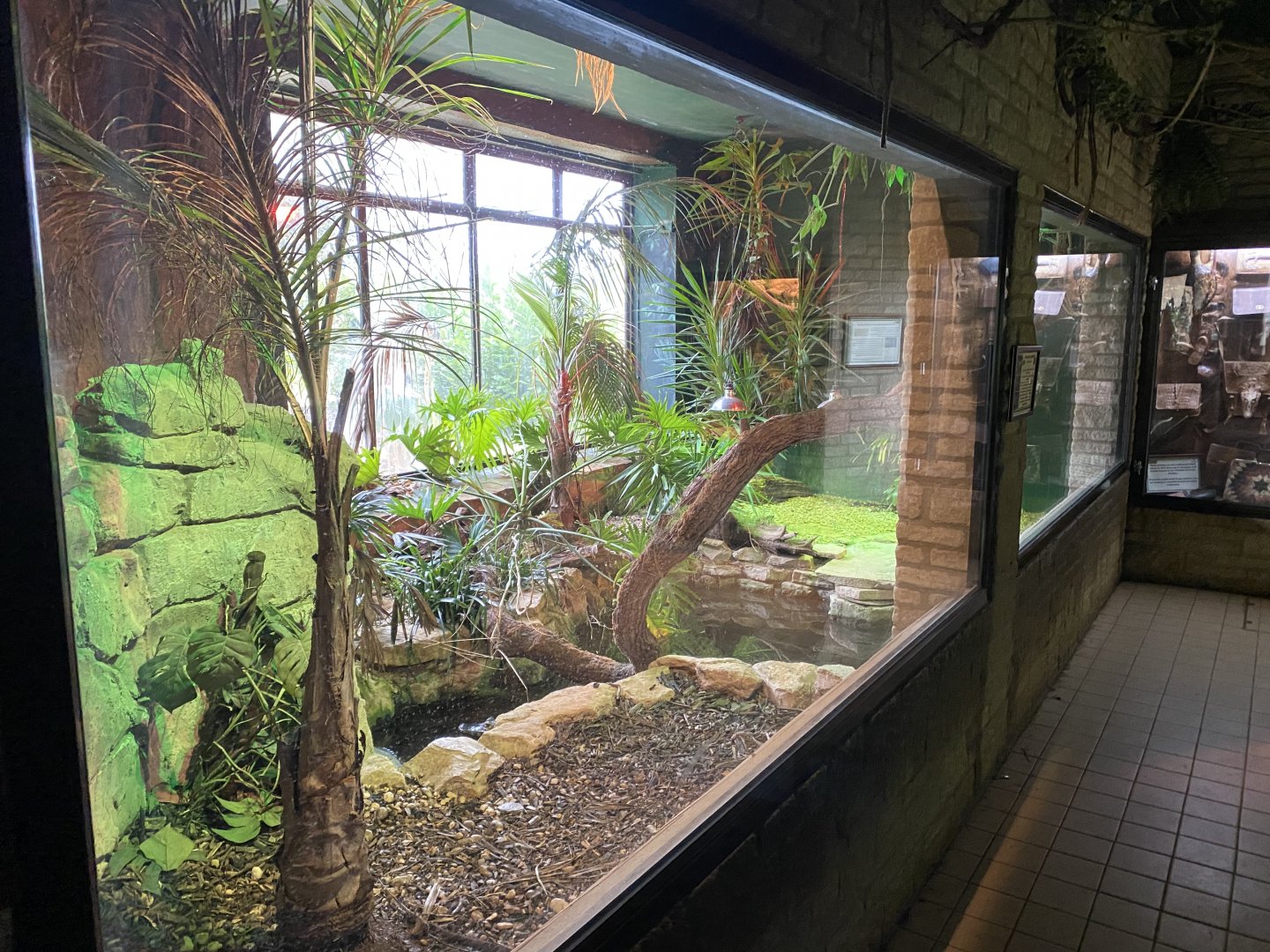 Reptile House - Yacare caiman exhibit 280222