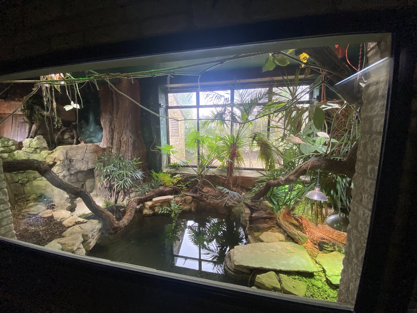 Reptile House - Yacare caiman exhibit 280423