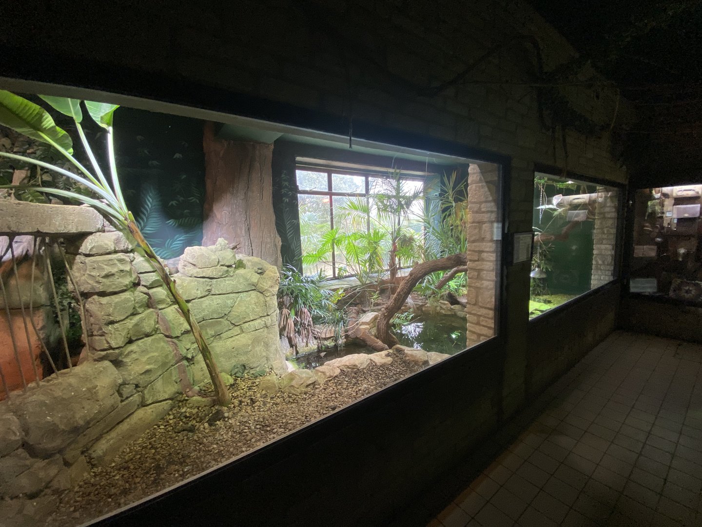Reptile House - Yacare caiman exhibit 280423