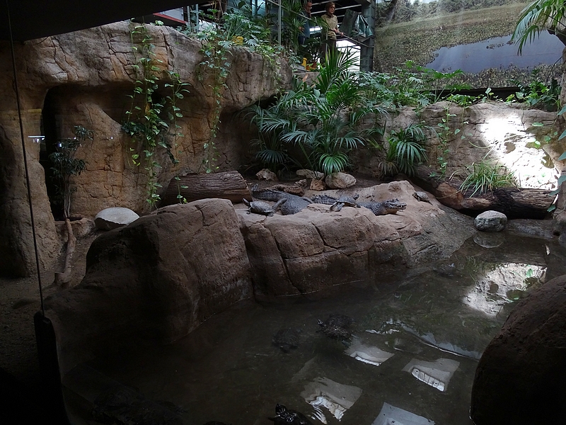 Reptile House - Yacare Caimans