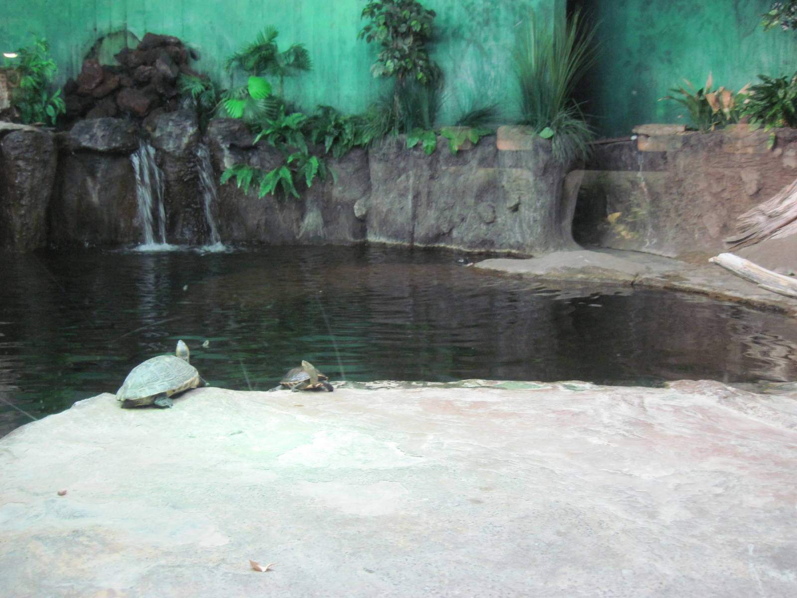 Reptile House-Yangtze River Exhibit