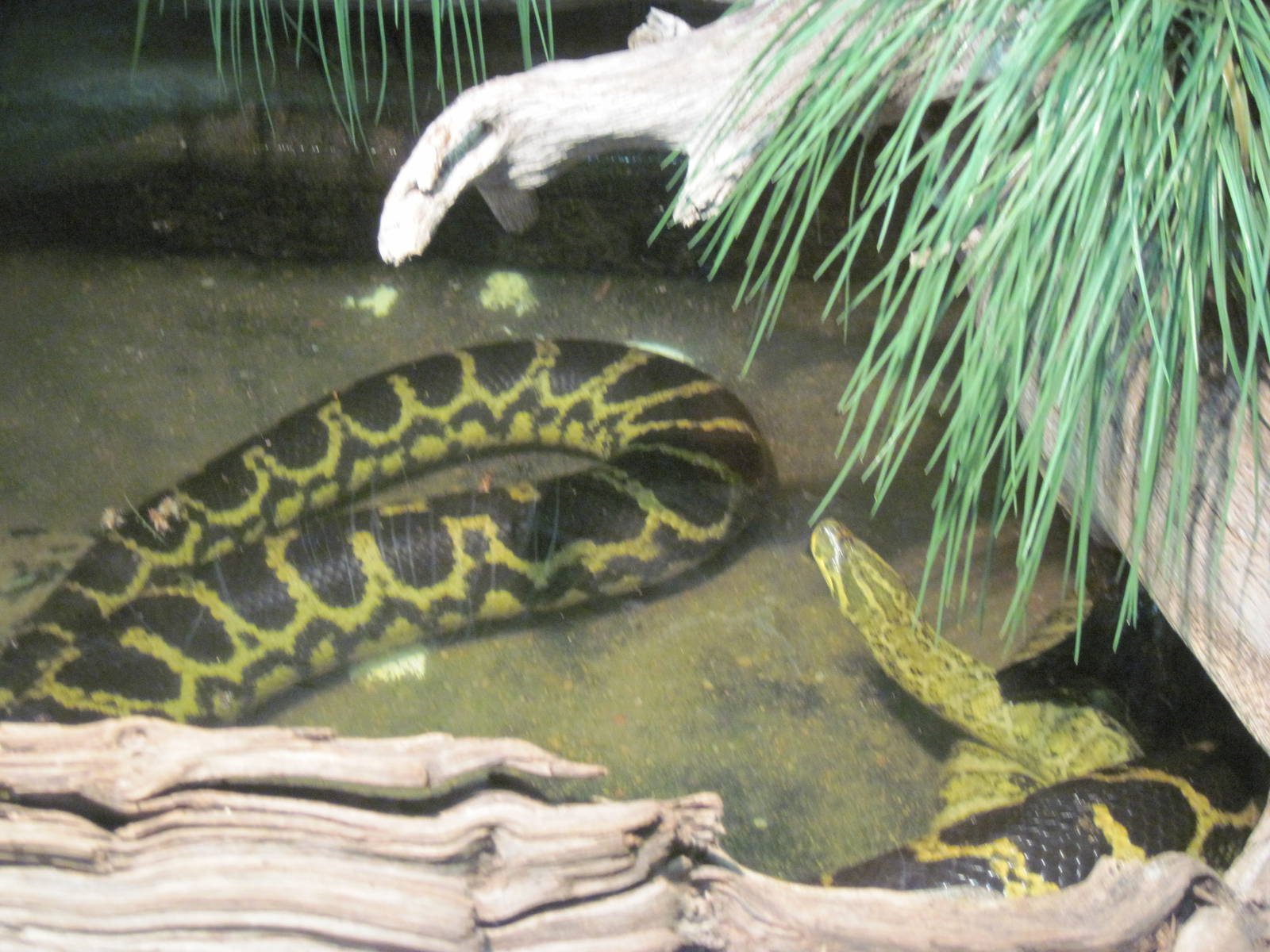 Reptile House-Yellow Anaconda