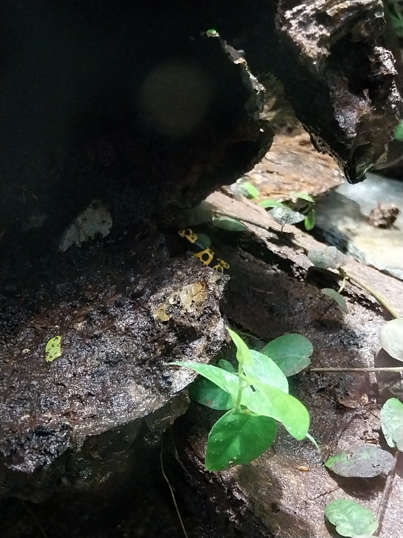 Reptile House - Yellow-banded poison dart frog (Dendrobates leucomelas)