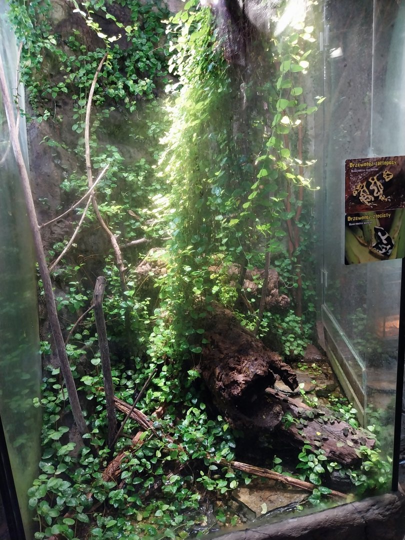 Reptile House - Yellow-banded poison dart frog exhibit