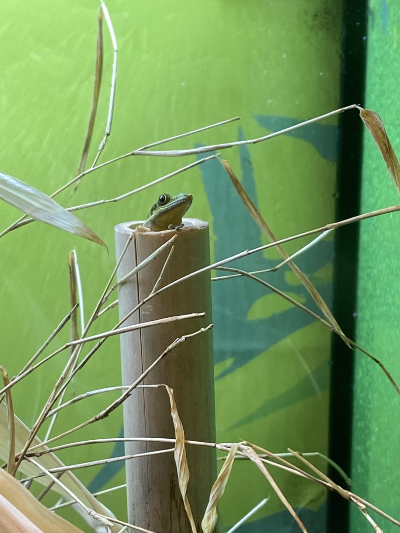 Reptile House - Yellow-headed day gecko 190622