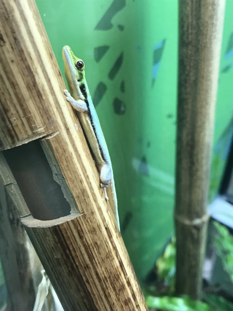 Reptile House - Yellow-headed day gecko 261018