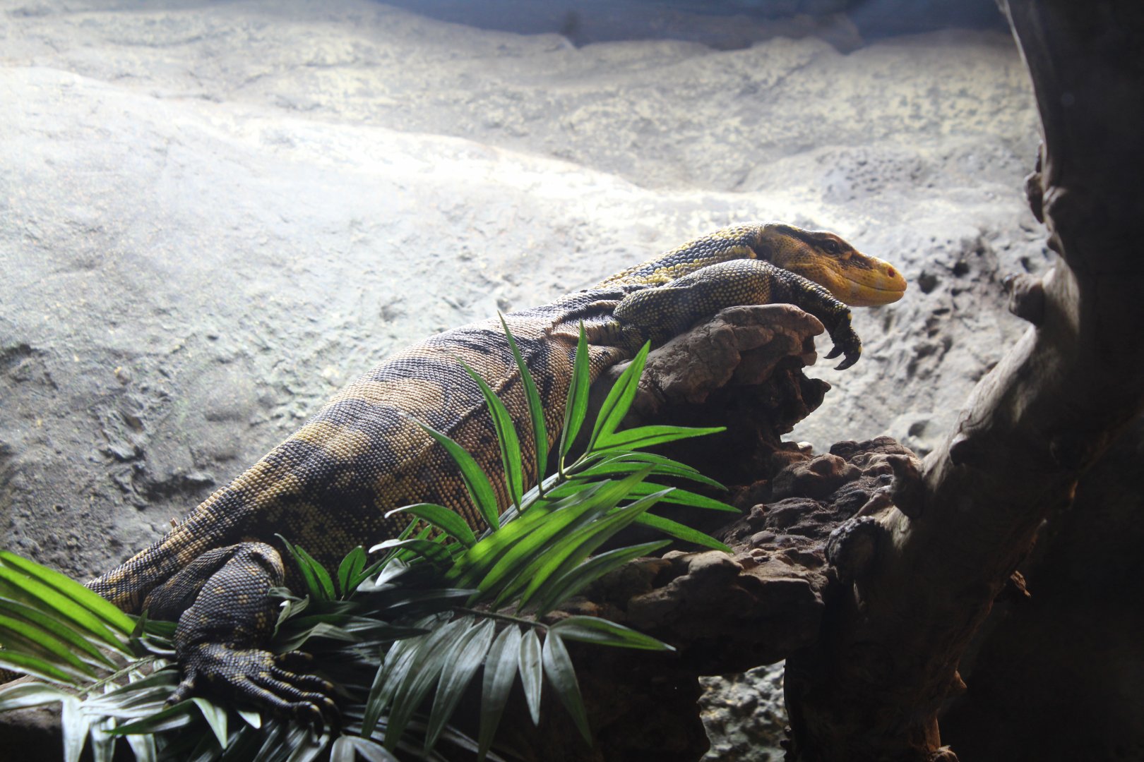 Reptile House: Yellow-Headed Water Monitor