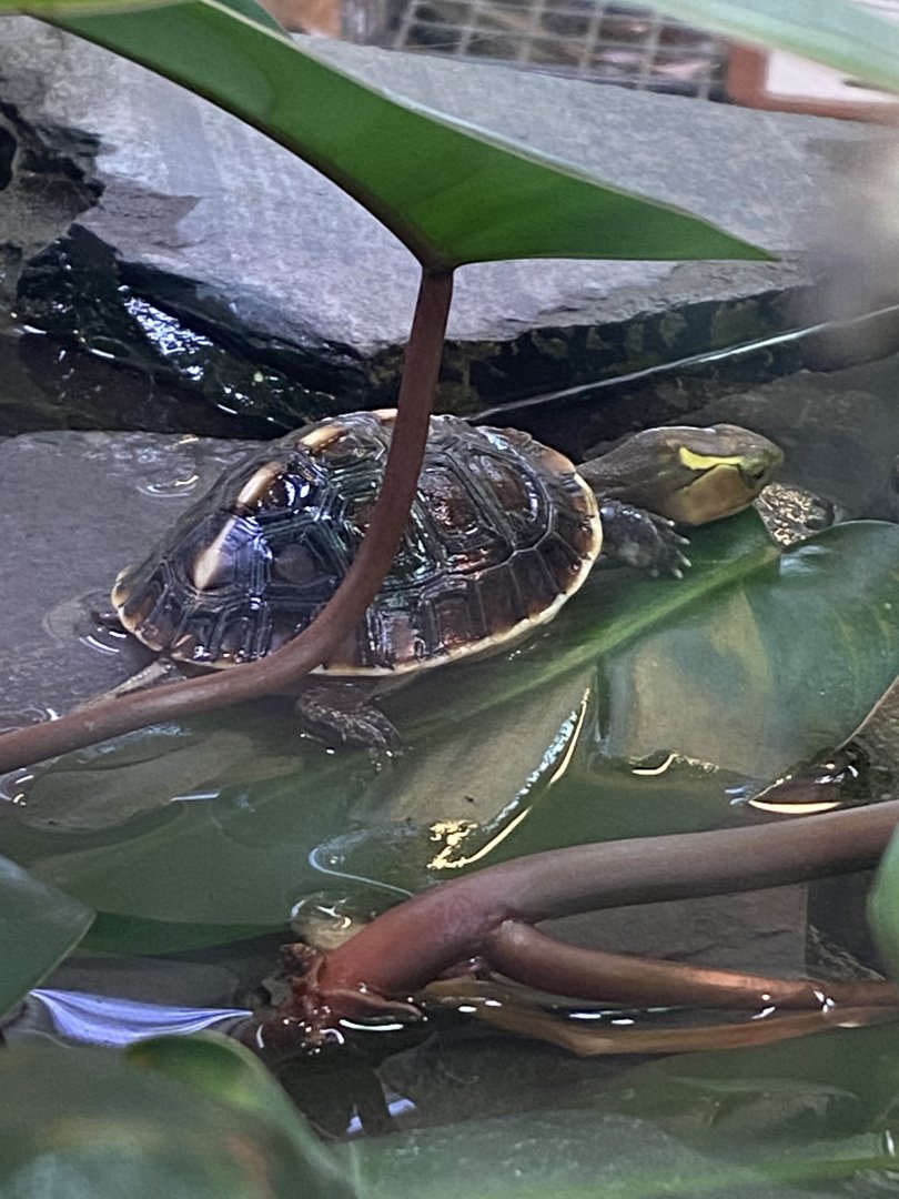Reptile House - Yellow-margined box turtle 190622