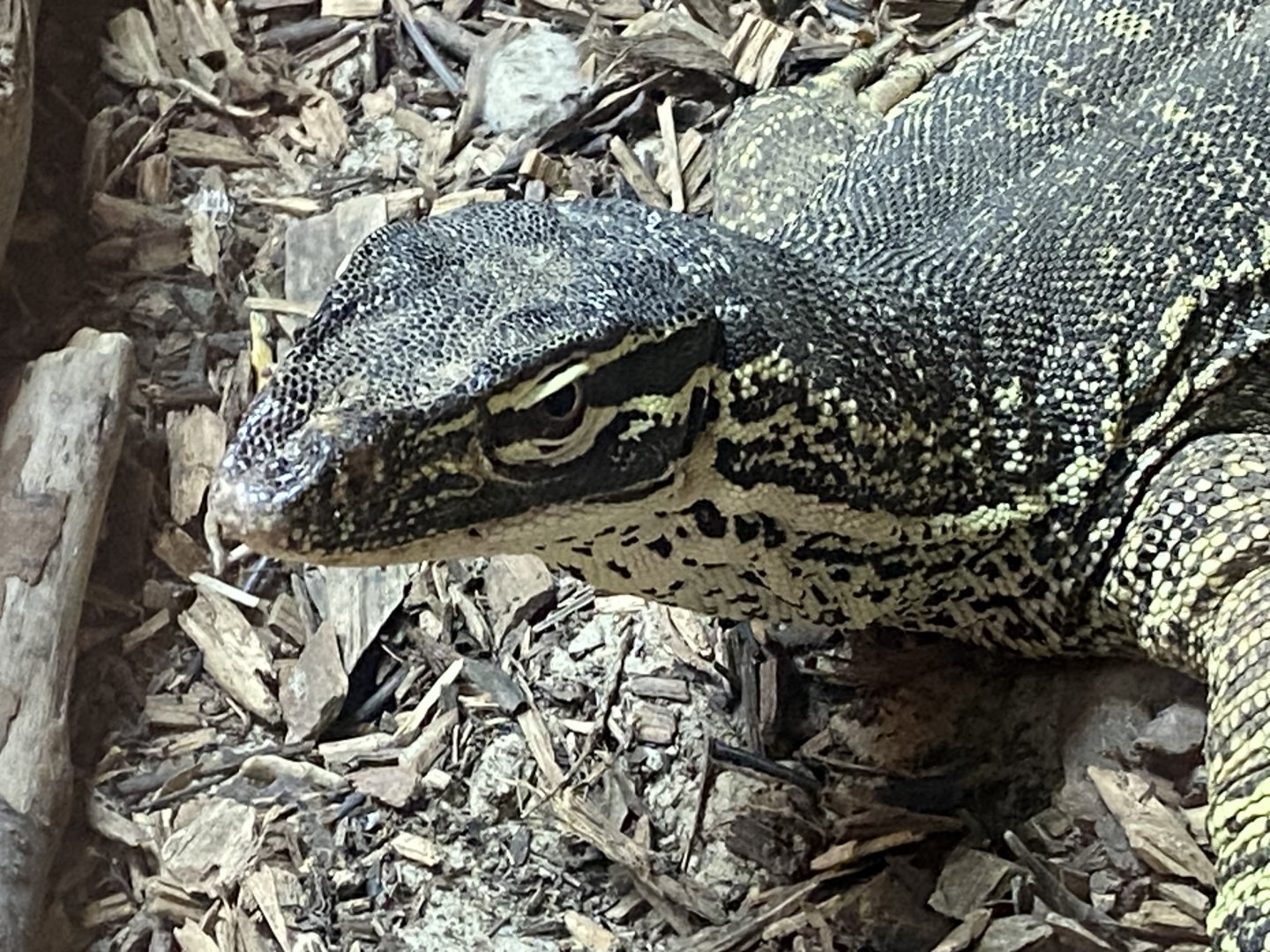 Reptile House - Yellow-spotted monitor 030924