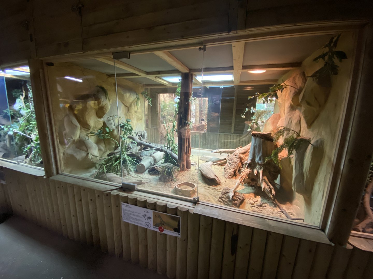 Reptile House - Yellow-spotted monitor exhibit 030924