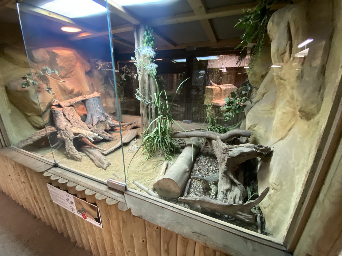 Reptile House - Yellow-spotted monitor exhibit 030924