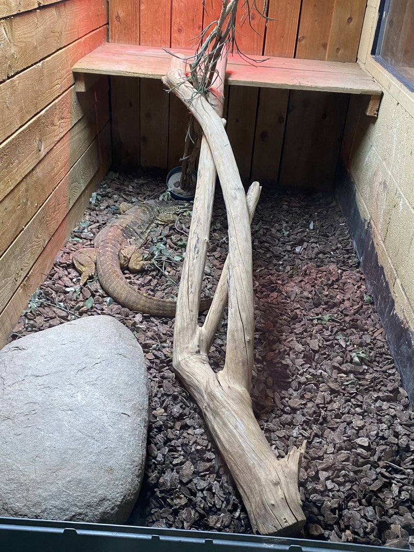 Reptile House - Yellow-spotted or Argus monitor 231022