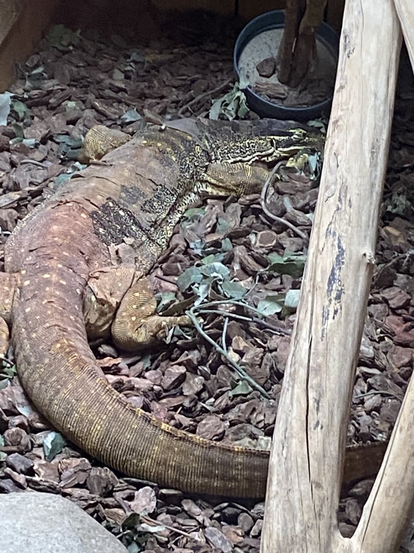 Reptile House - Yellow-spotted or Argus monitor 231022