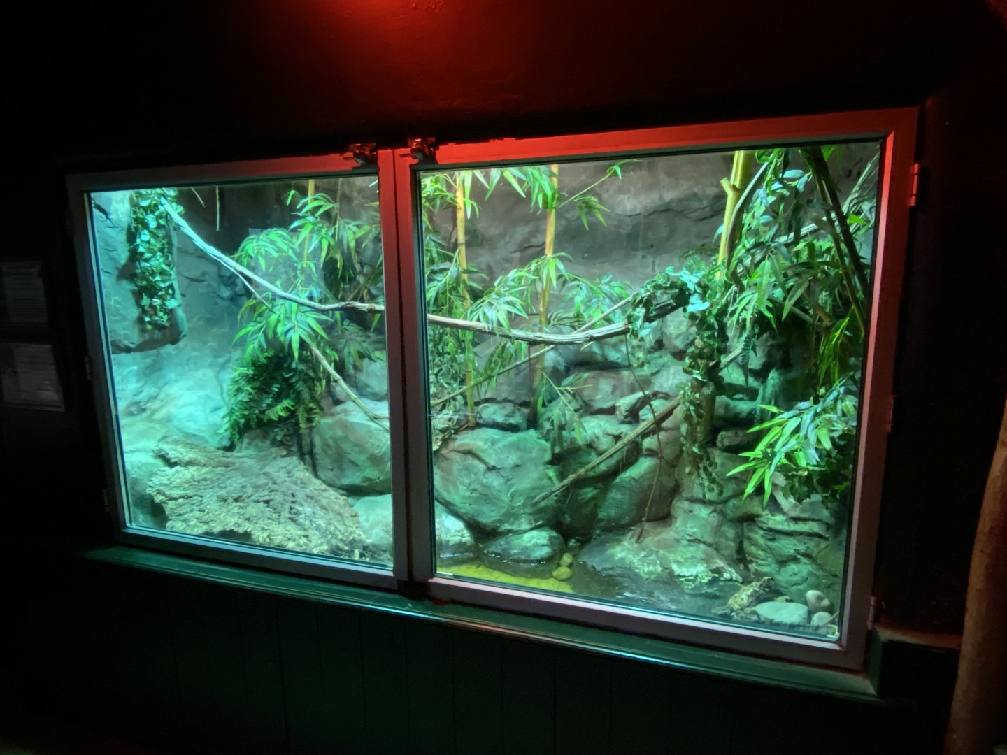 Reptile House - Yellow-striped box turtle and mountain horned dragon exhibit 280222