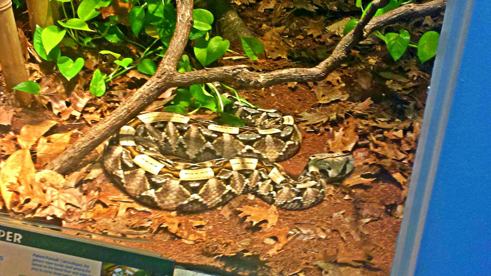 Reptile House