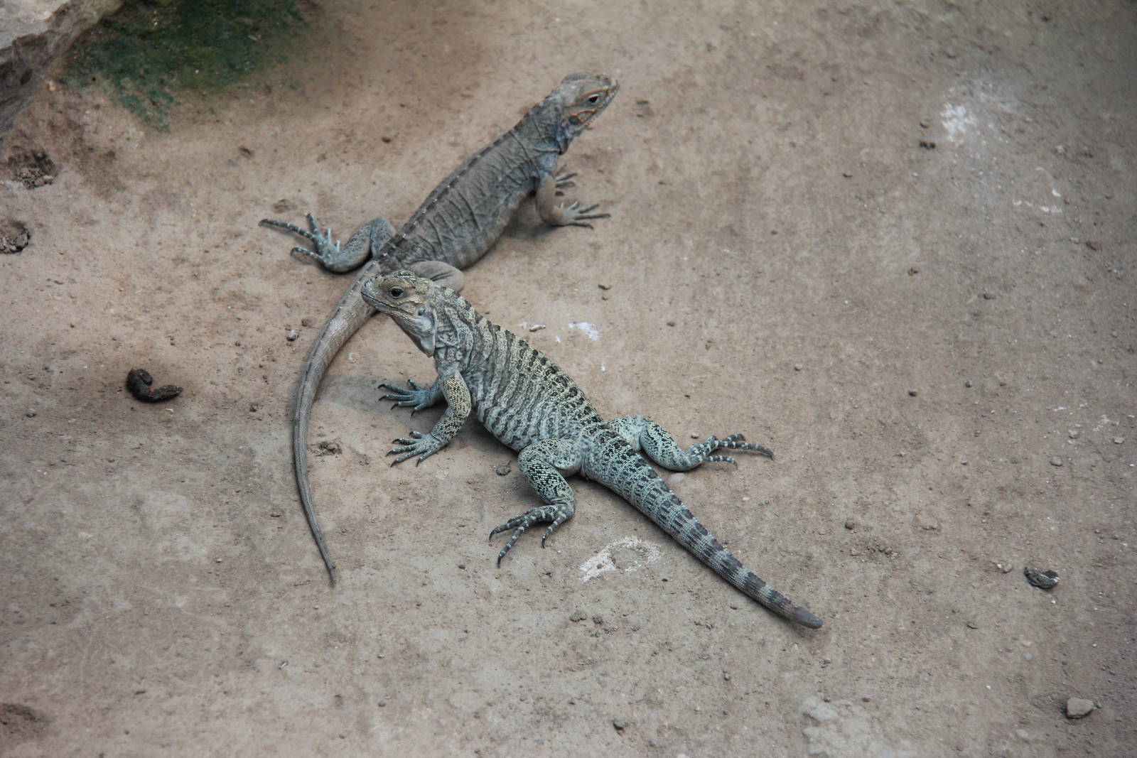 Reptile house