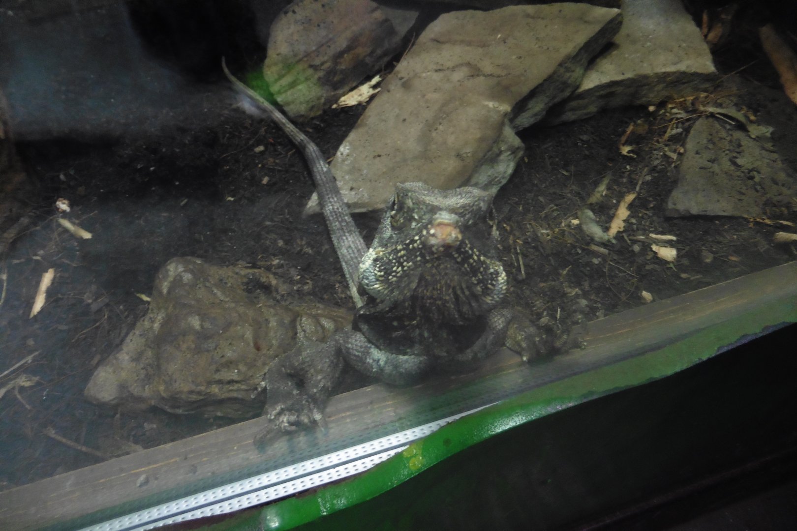 Reptile House