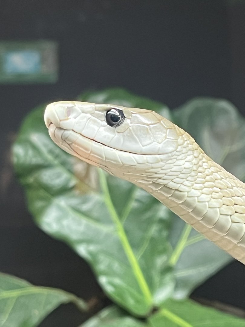 Reptile House