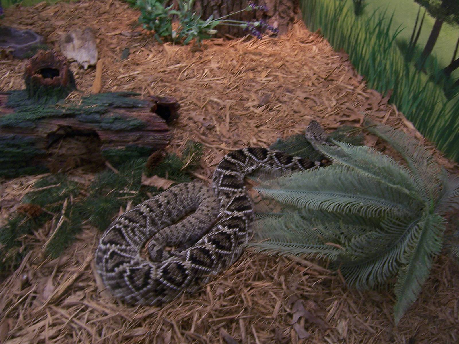 Reptile House