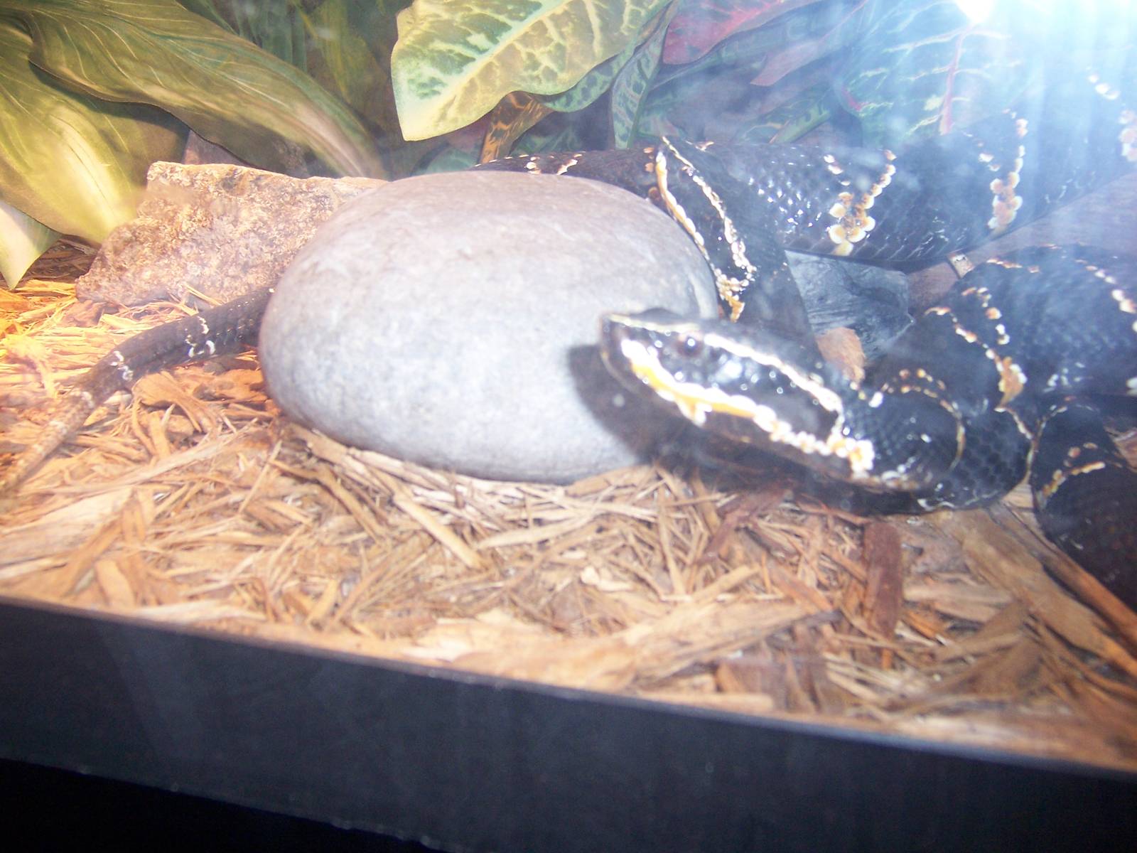 Reptile House
