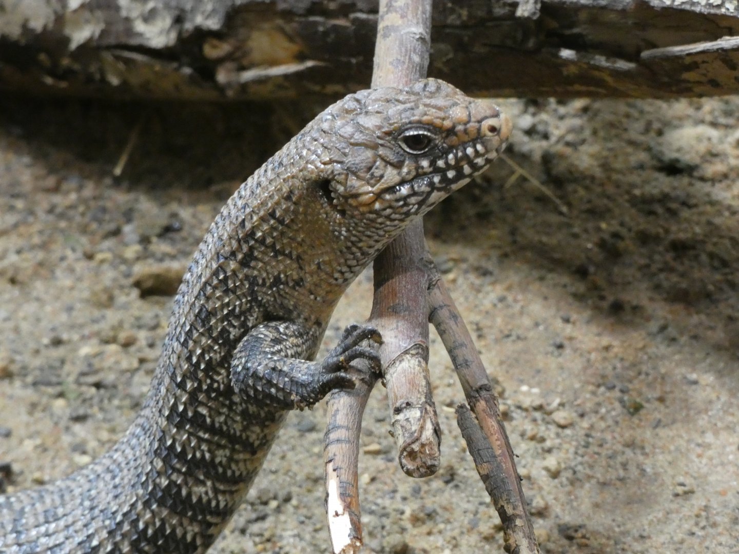 Reptile ID? - Berlin Zoo