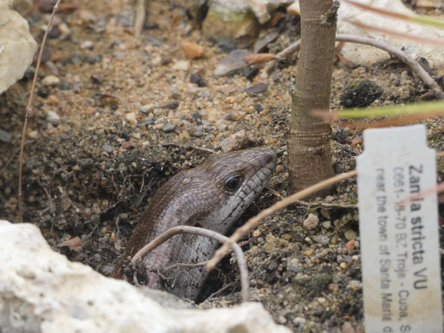 Reptile ID - Plzen Zoo