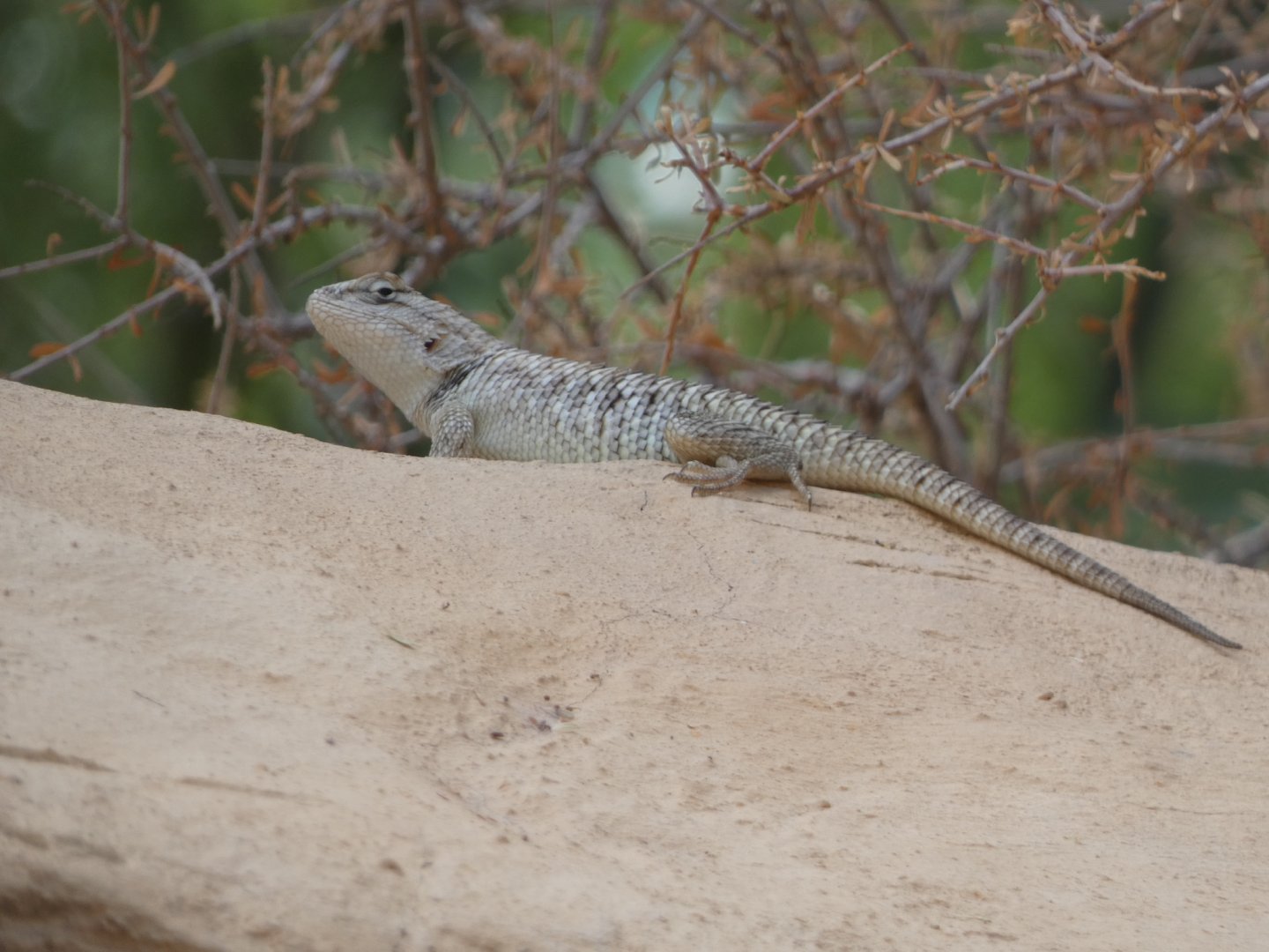 Reptile ID? - San Diego Zoo (Wild)