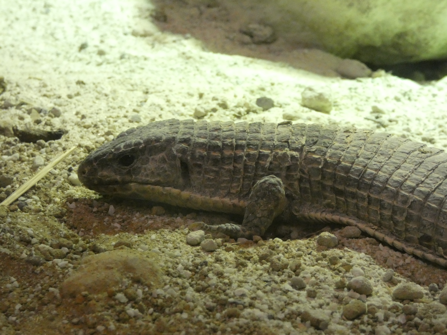Reptile ID? - Zoo Antwerpen