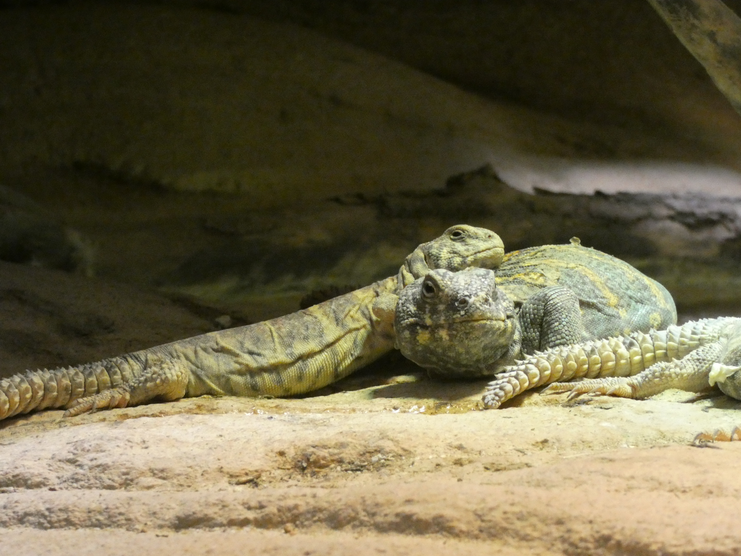 Reptile ID? - Zoo Antwerpen