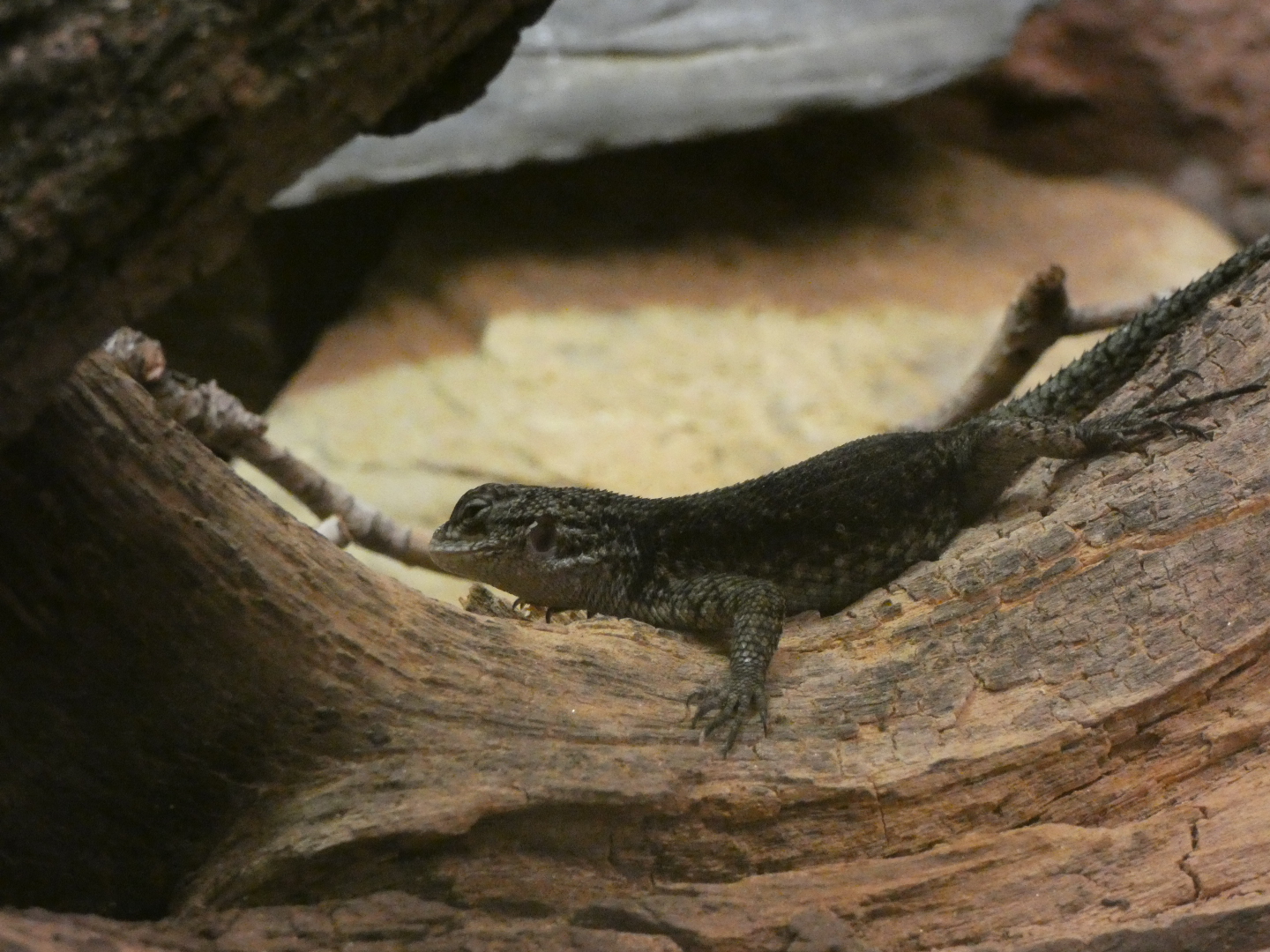 Reptile ID? - Zoo Antwerpen