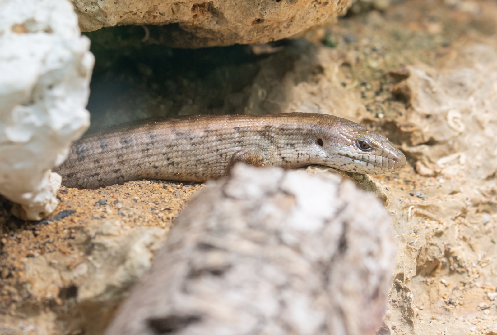 Reptile ID - Zoo Plzeň/Pilsen
