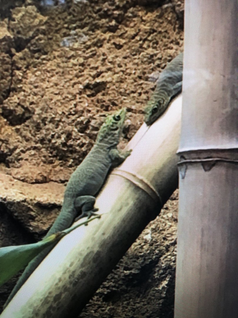 Reptile ID Zoo Wuppertal