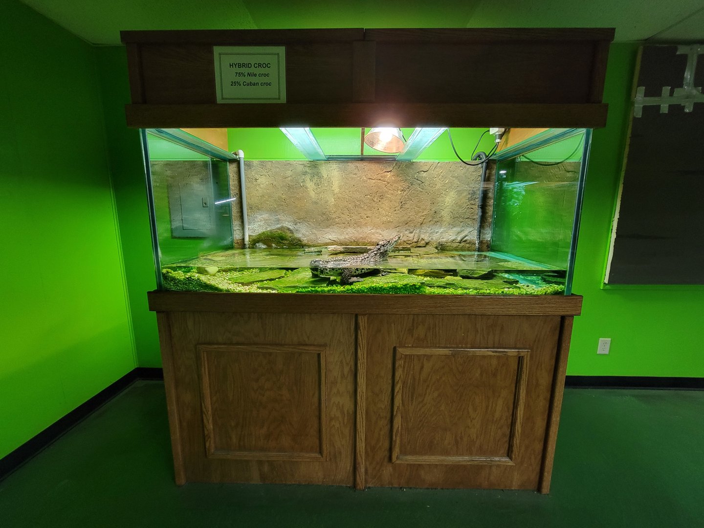 Reptile Lagoon, SOTB - 75% Nile crocodile, 25% Cuban crocodile; missing tail