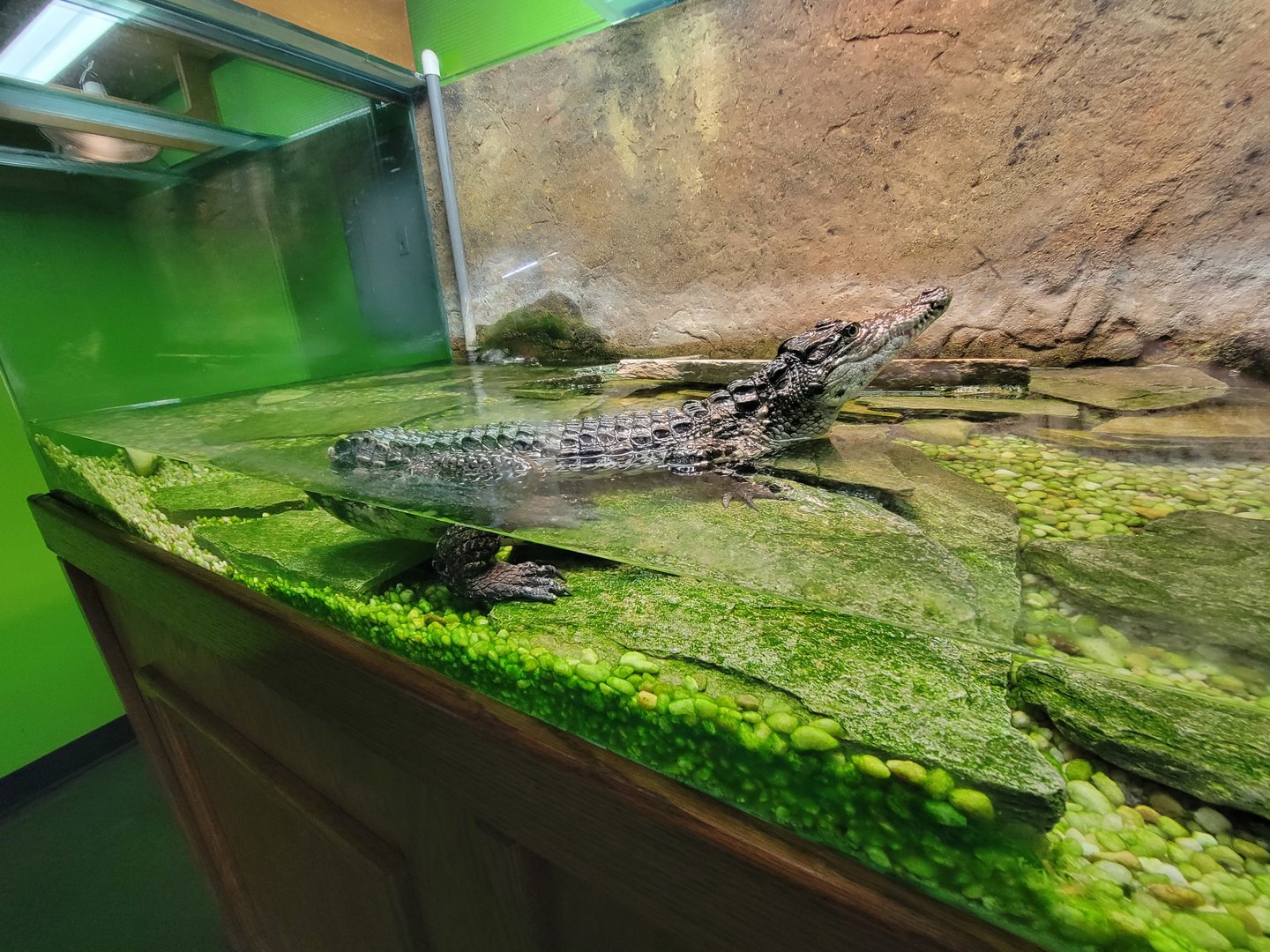 Reptile Lagoon, SOTB - 75% Nile crocodile, 25% Cuban crocodile; missing tail