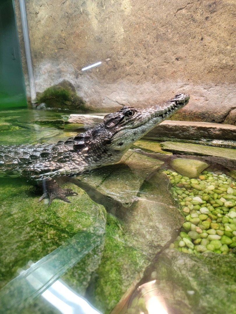 Reptile Lagoon, SOTB - 75% Nile crocodile, 25% Cuban crocodile; missing tail