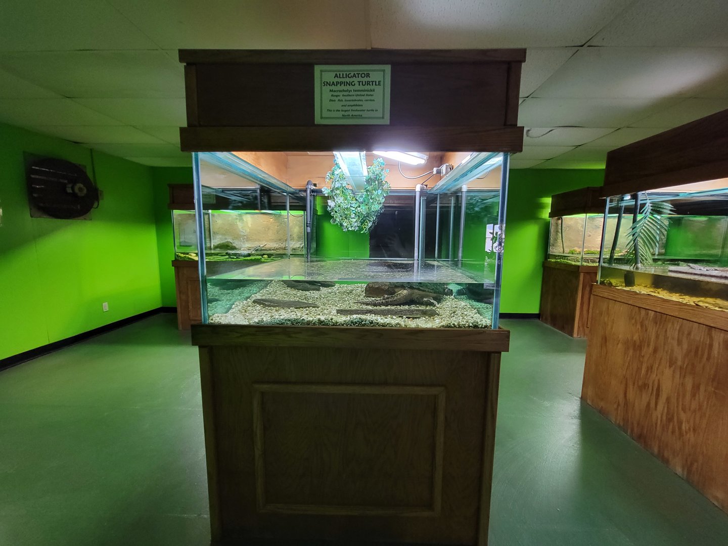 Reptile Lagoon, SOTB - Alligator snapping turtle