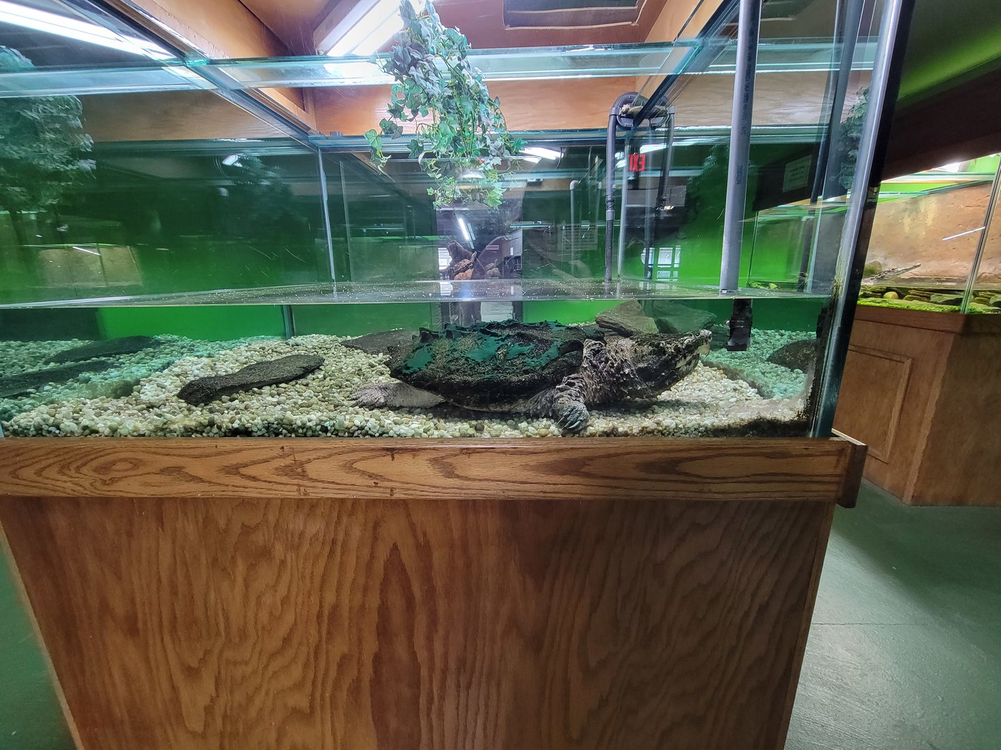 Reptile Lagoon, SOTB - Alligator snapping turtle