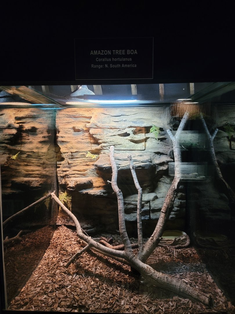 Reptile Lagoon, SOTB - Amazon tree boa