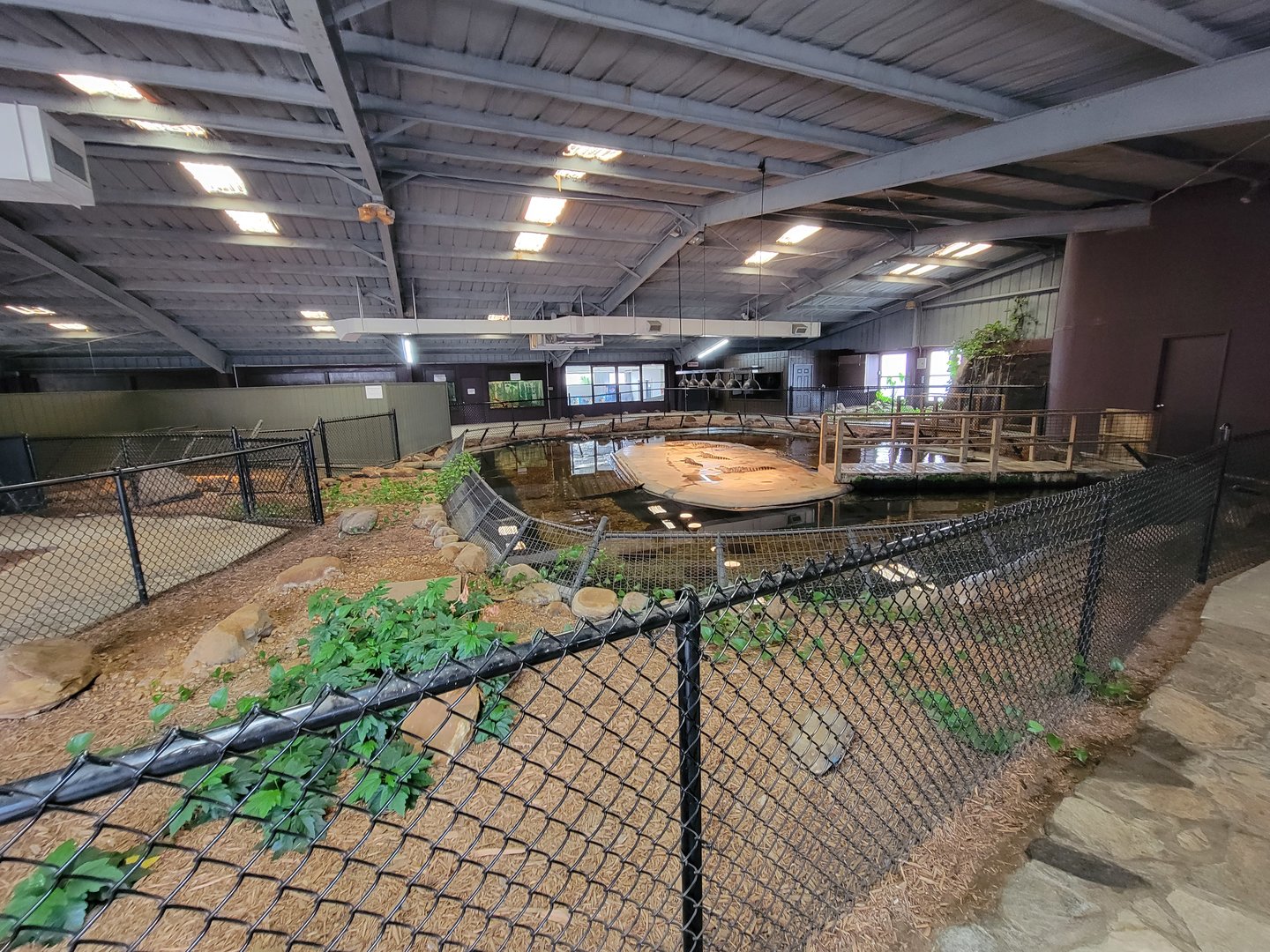 Reptile Lagoon, SOTB - American alligator exhibit
