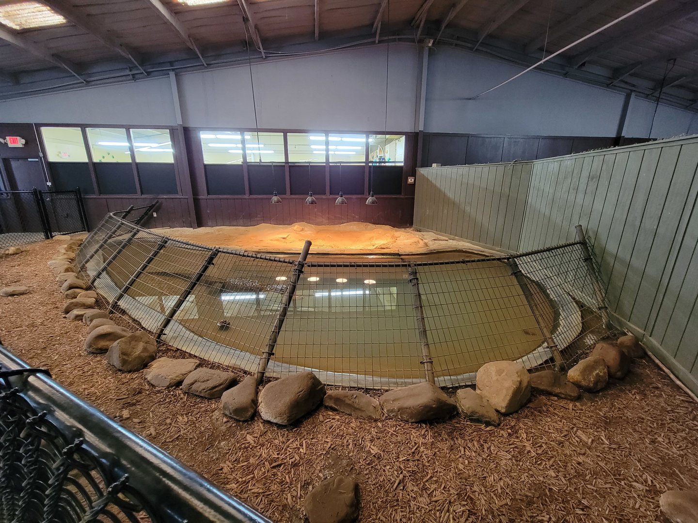 Reptile Lagoon, SOTB - American Alligator "Hopey"