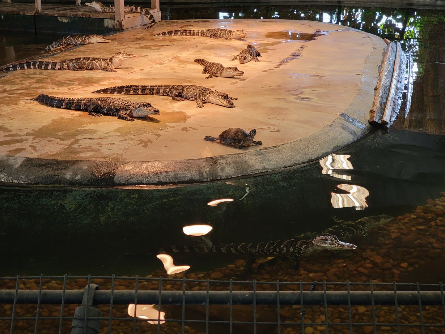Reptile Lagoon, SOTB - American alligators, turtle