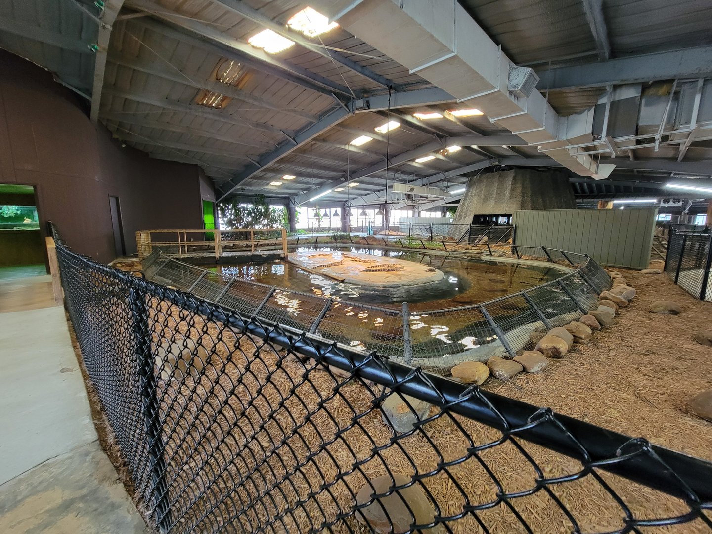 Reptile Lagoon, SOTB - American alligators