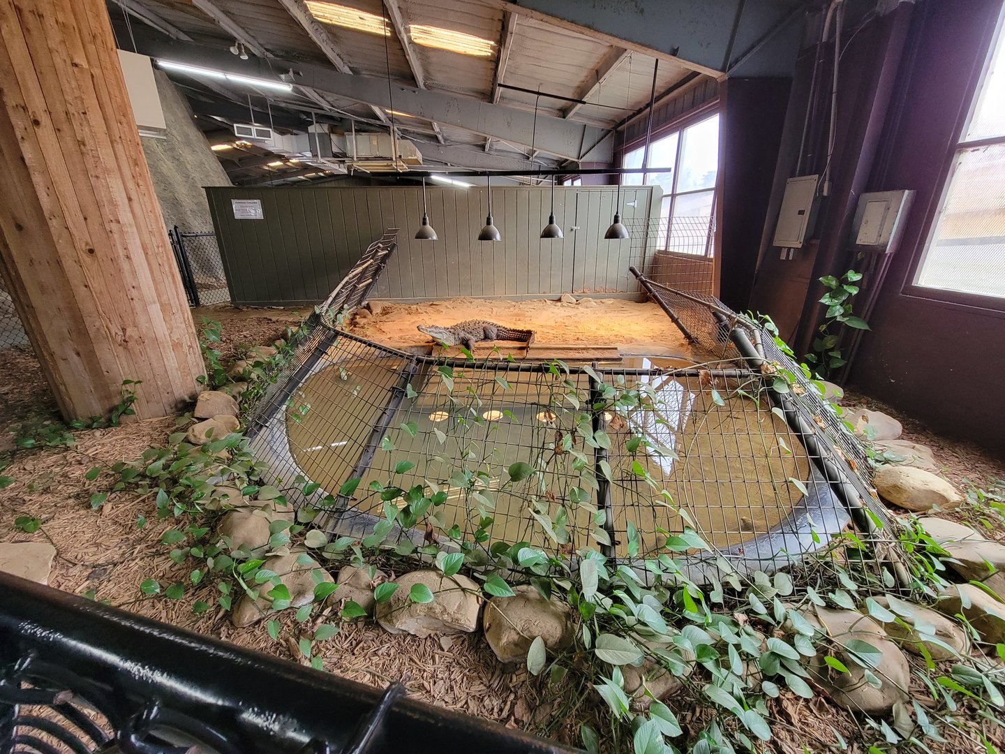 Reptile Lagoon, SOTB - American crocodile