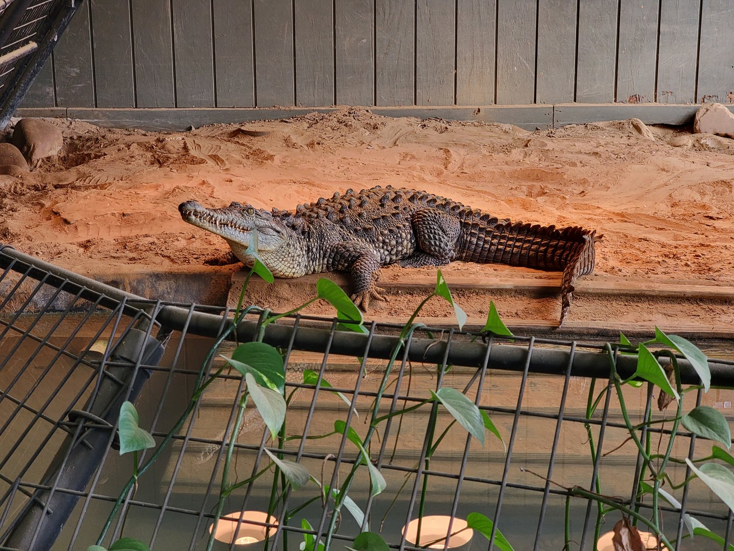 Reptile Lagoon, SOTB - American crocodile