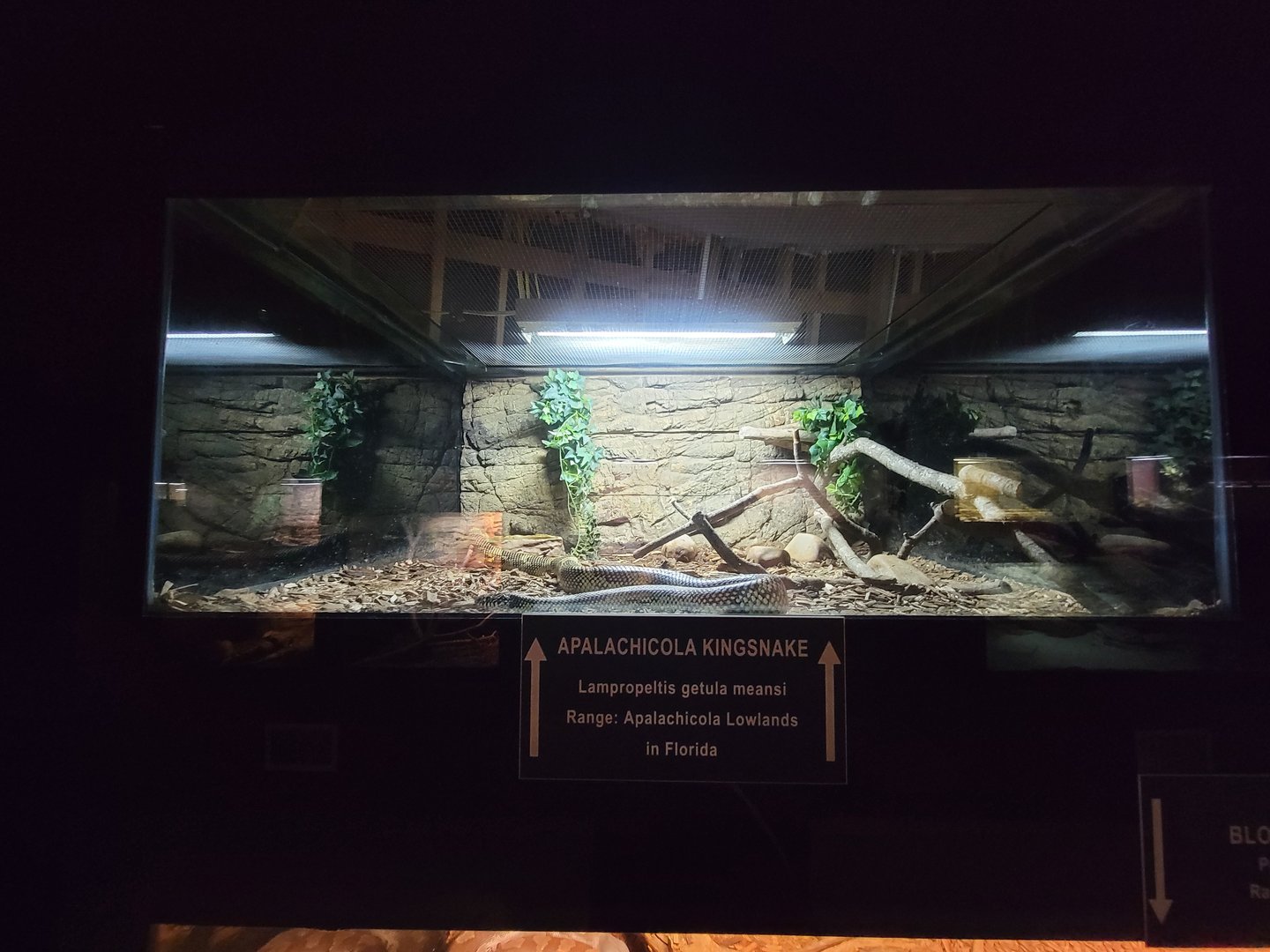 Reptile Lagoon, SOTB - Apalachicola kingsnake (L. g. meansi)